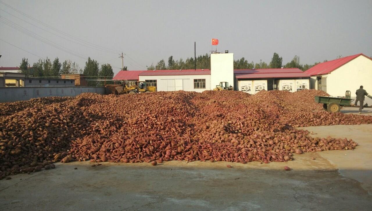 经济型红薯淀粉设备 经济型红薯淀粉设备
